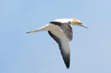 Gannet.JPG