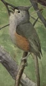 tufted titmouse.jpg