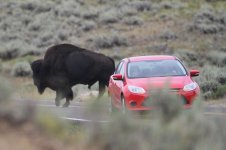 2014_08_07 (21)_Bison_have_right_of_way (800x533).jpg