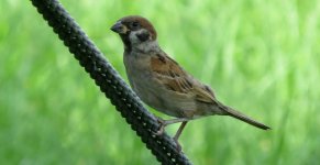 IMG_6585 Tree Sparrow @ RDBT.JPG