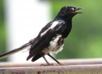 IMG_6599 Magpie Robin @ RDBT (dumpster diver).JPG