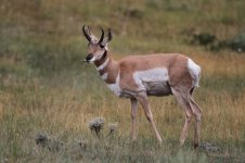 2014_08_07 (22)_Pronghorn (800x533).jpg