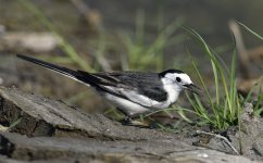 white wagtail D810 500mm_DSC7827_01.jpg