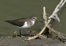 common sandpiper D810 500mm_DSC8430.jpg