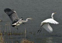 grey heron great egret flight D810 500mm_DSC7802.jpg