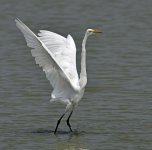 great egret land D810 500mm_DSC8148.jpg