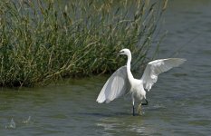 little egret D810 500mm_DSC7590.jpg