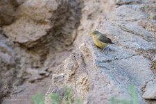 warbler,-sulphur-bellied002.jpg