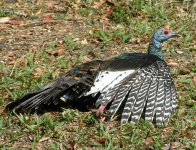 Ocellated_Turkey2[1].jpg