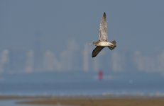 whimbrel flight DB MP D810 300mm_DSC3043.jpg