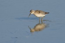 bb sandpipers MP D810 300mm_DSC2737.jpg