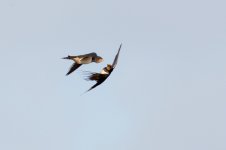 swallows-crop.jpg