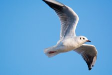 Black Headed Gull Full.jpg