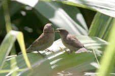 scaly-breasted munia800.jpg