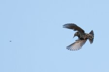 a-starling-1.jpg