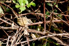 hill prinia800.jpg