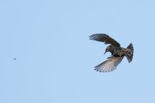 a-starling-3.jpg