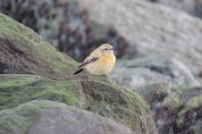 desert wheatear 072.jpg