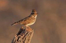 wood lark.jpg