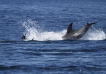 risso's dolphins.JPG