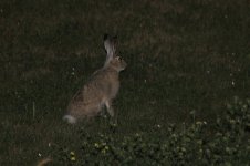 2014_08_14 (1)_White-tailed_Jack_Rabbit (800x533).jpg