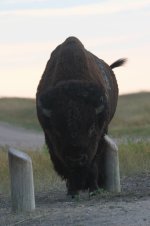 2014_08_14 (3)_American_Bison (533x800).jpg