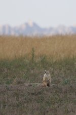 2014_08_14 (4)_Black-tailed_Prairie_Dog (533x800).jpg