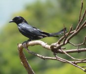 IMG_6827 Black Drongo @ Tai O.JPG