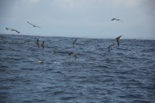 11 Shearwaters - at least two species maybe three.JPG