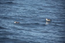 12 Great and Cory's Shearwaters.JPG