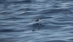 14 Wilson's Storm-petrel.JPG