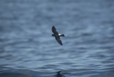 15 Wilson's Storm-petrel.JPG