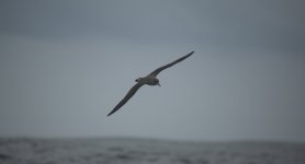 16 apparent Scopoli's Shearwater.JPG