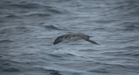 18 Scopoli's Shearwater.JPG