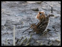 Snipe%20-%20Nanhui%202014-XL.jpg