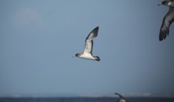 19 Cory's Shearwater.JPG