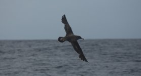 20 Cory's Shearwater.JPG