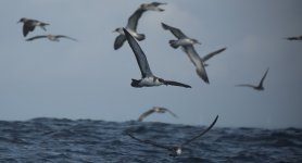 22 Great Shearwater.JPG