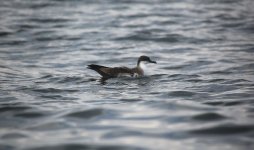 23 Great Shearwater.JPG