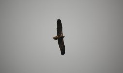 27 Egyptian Vulture.JPG