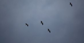 28 Black Stork.JPG