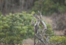 31 Wryneck.JPG