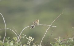 32 Tree Pipit.JPG