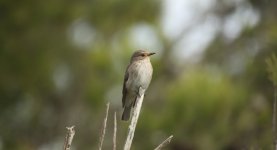 34 Spotted Flycatcher.JPG