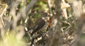 35 Pied Flycatcher.JPG