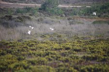 36 Little Bustard.JPG