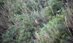 37 Rock Bunting.JPG