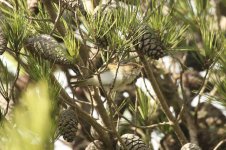 41 Western Bonelli's Warbler.JPG