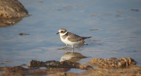 44 Ringed Plover.JPG