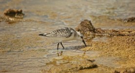 45 Sanderling.jpg